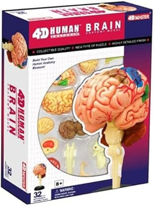 4D Master TEDCO Anatomy Brain Model