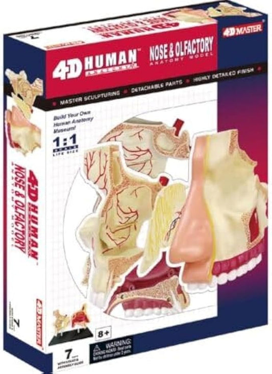 4D Masters Human Anatomy - Nose & Olfactory