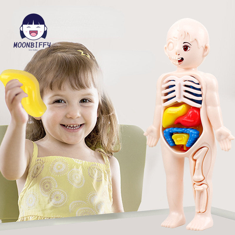 3D Human Body Organ Model Set for Children's Science Education
