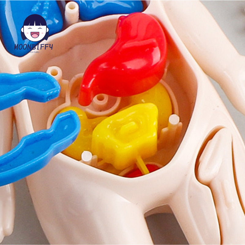 3D Human Body Organ Model Set for Children's Science Education